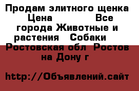 Продам элитного щенка › Цена ­ 30 000 - Все города Животные и растения » Собаки   . Ростовская обл.,Ростов-на-Дону г.